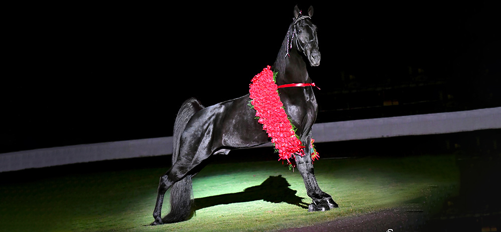 Photo of a show horse with a wreath in a spotlight.